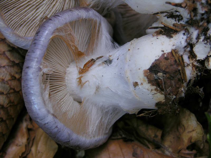 Cortinarius cumatilis.